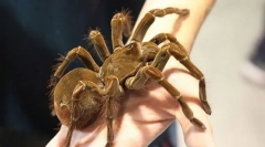 Što je spider najveći na svijetu?